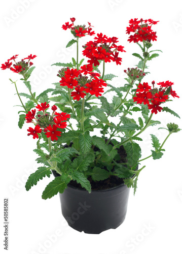 Verbena in a pot on a white background