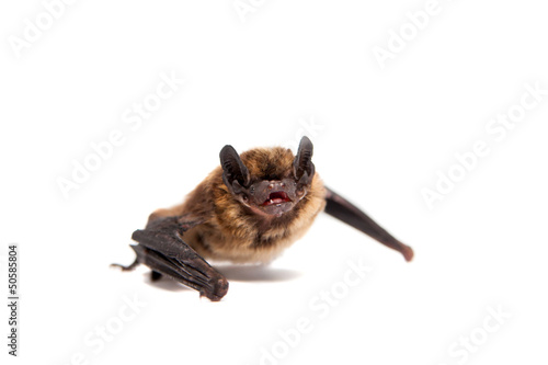 Northern bat (Eptesicus nilssonii), isolated on white.