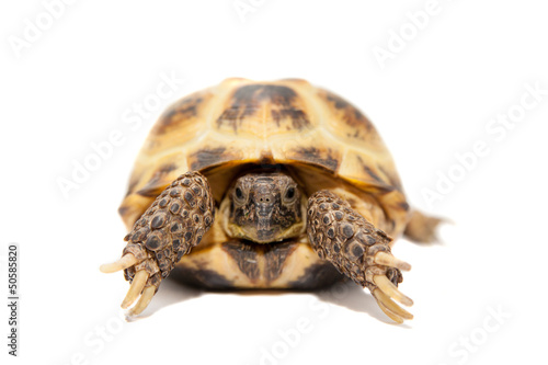 Russian Tortoise or Central Asian tortoise