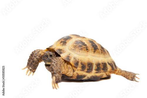 Russian Tortoise or Central Asian tortoise