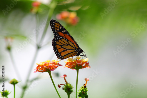 Schmetterling © olihaase