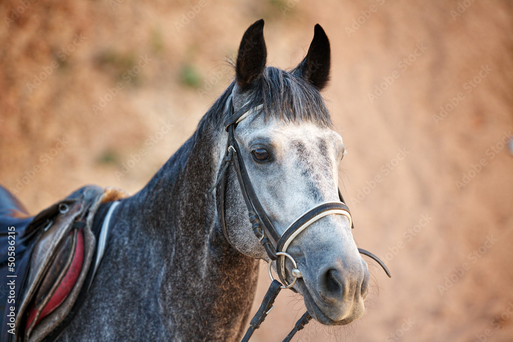Obraz premium Portrait of a beautiful gray horse