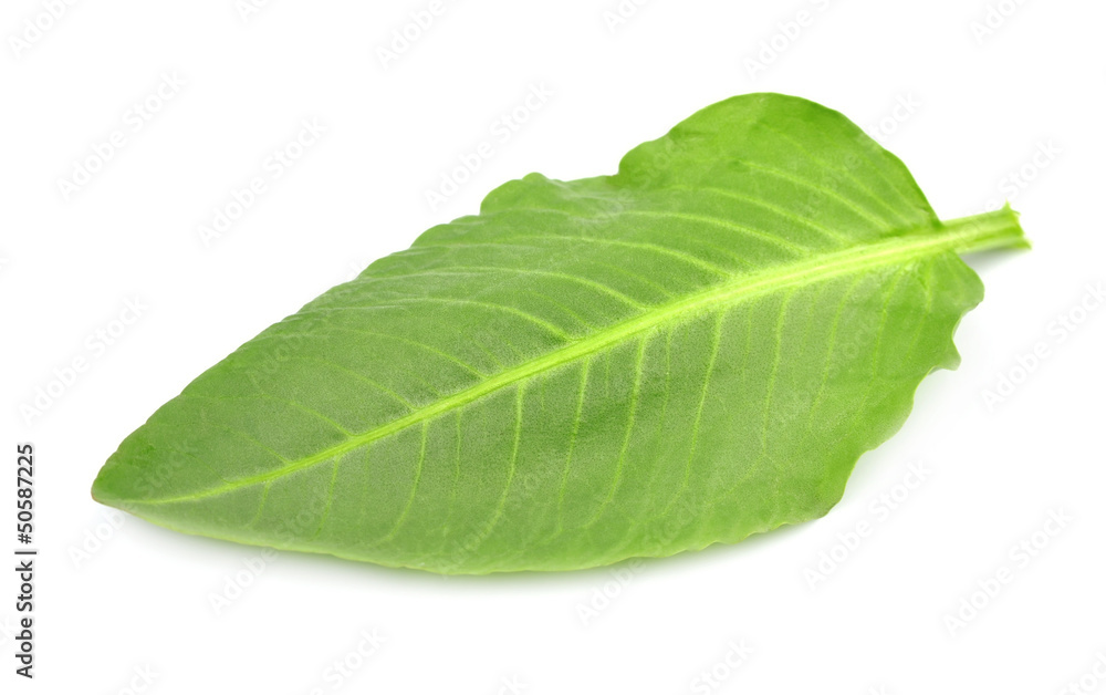 Obraz premium leaves sorrel