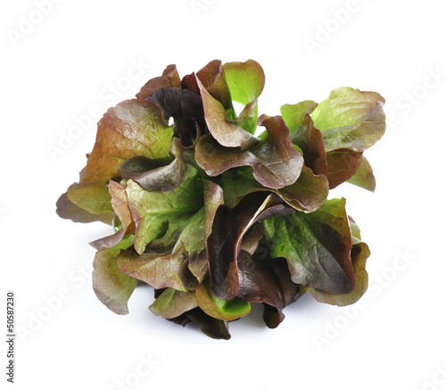 Red cabbage lettuce