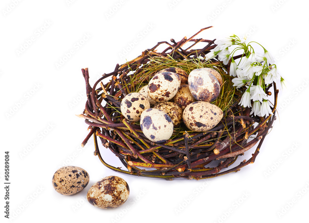 Obraz premium Quails Eggs in a nest isolated