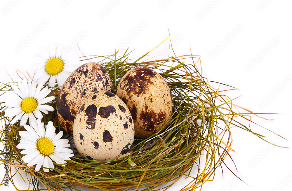 Obraz premium Quail's Eggs and chamomiles in a Nest