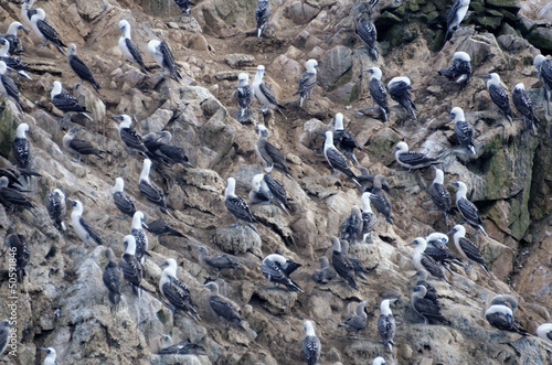 birds on ballestas islands