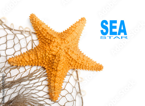 The Caribbean Starfish  Oreaster reticulatus  on a fishing net.