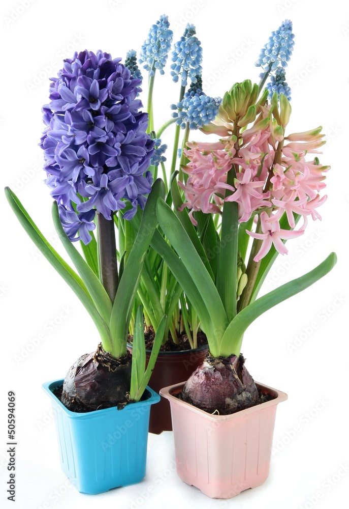 Obraz premium spring flowers