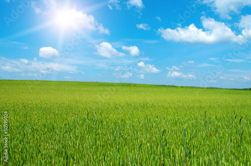 Wheat-field in sunshine in spring