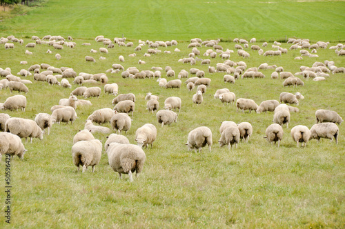 Sheep in New Zealand © Noradoa