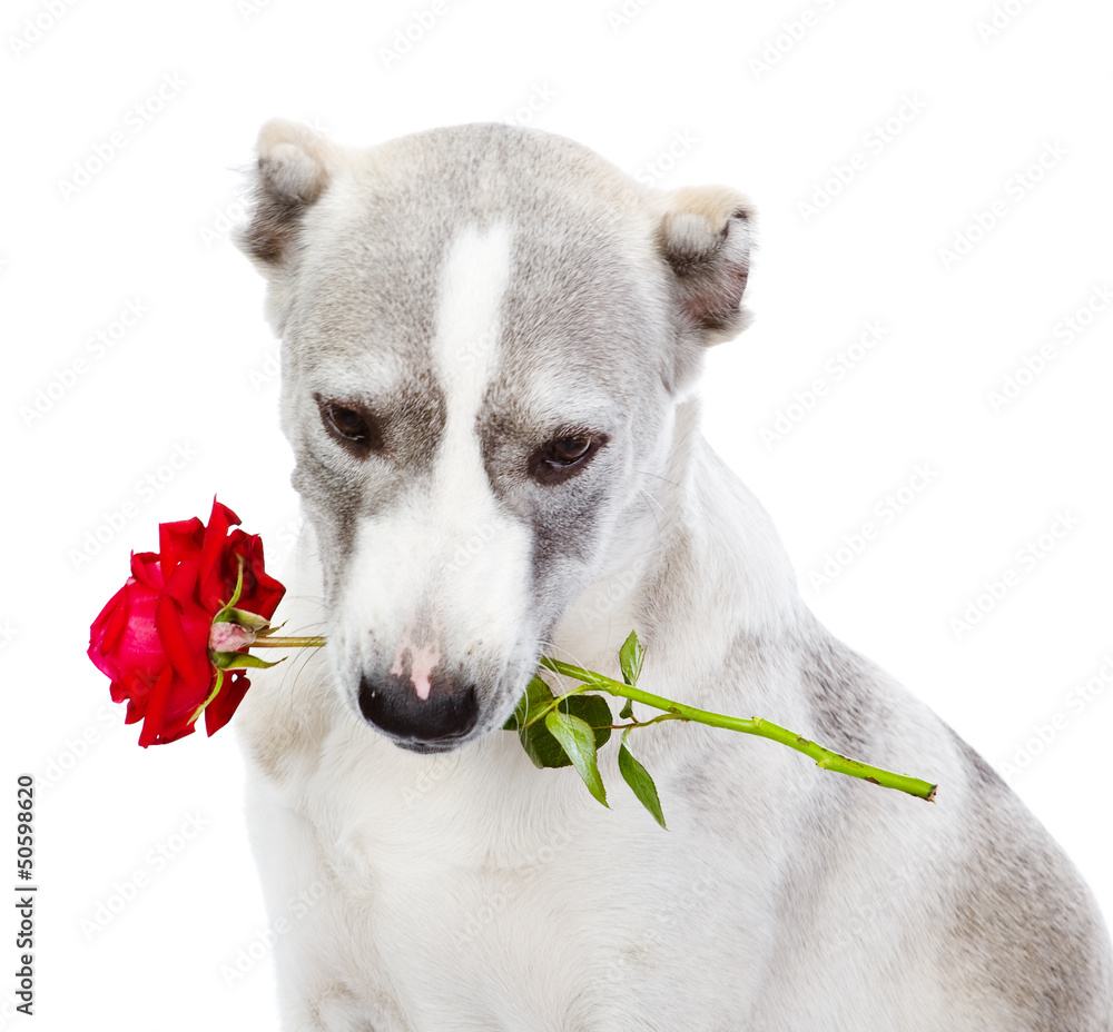 dog holding red rose in its mouth. isolated Stock Photo | Adobe Stock