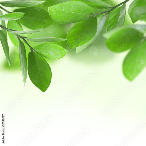 Green leaves background.