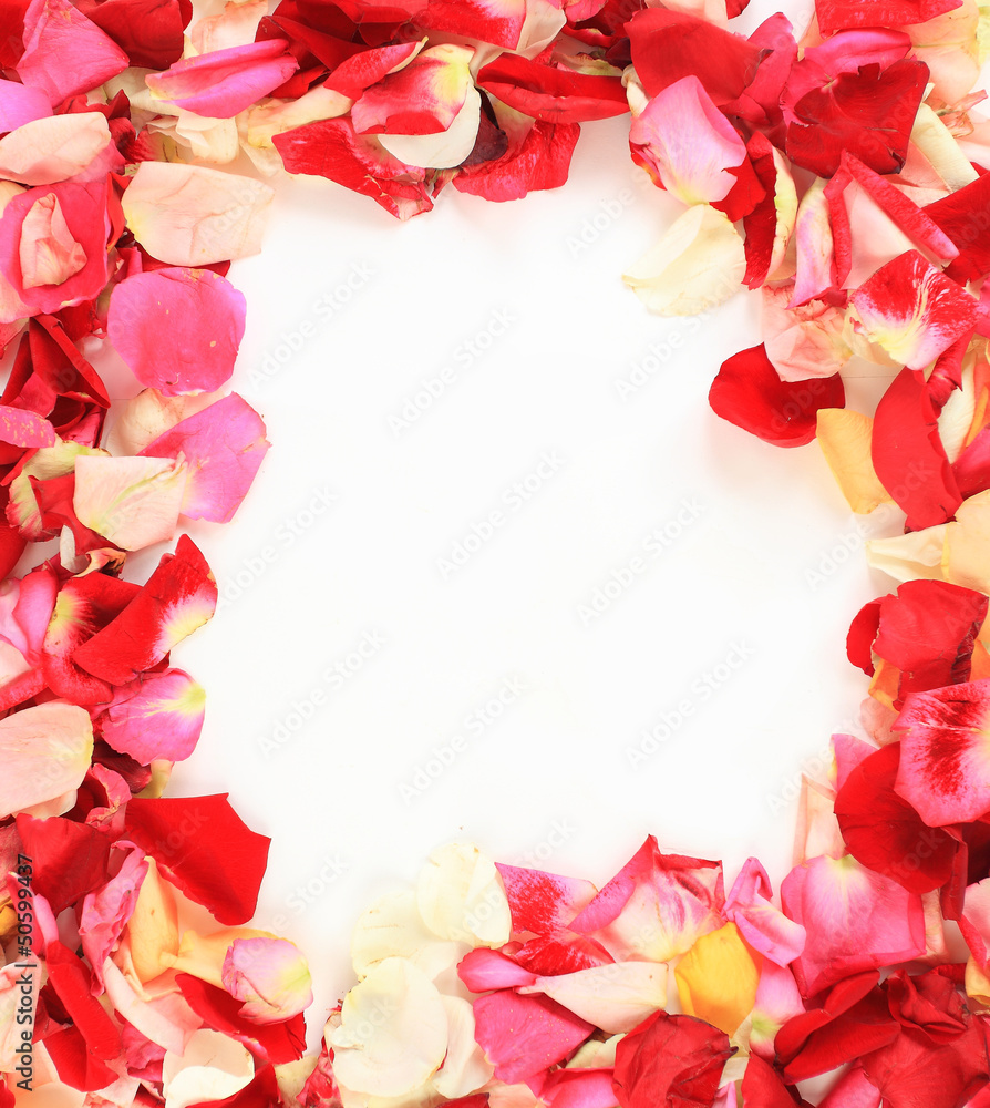 frame of beautiful petals of roses