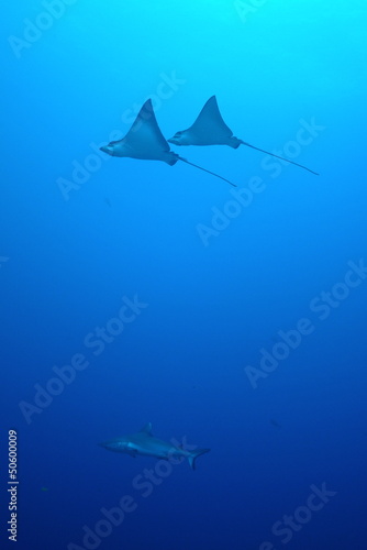 Spotted Eagle Rays and Grey Reef Shark