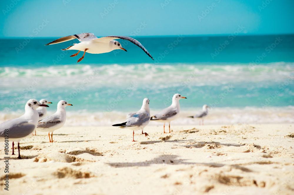Fototapeta premium seagulls are flying