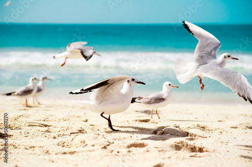 seagulls are flying © tan4ikk