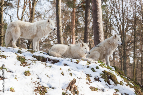 arctic wolf pack on a hill in winter