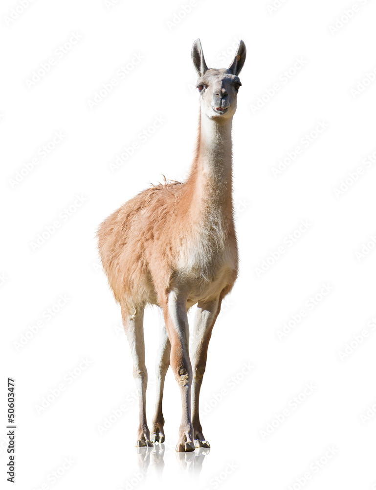Fototapeta premium Portrait Of Llama