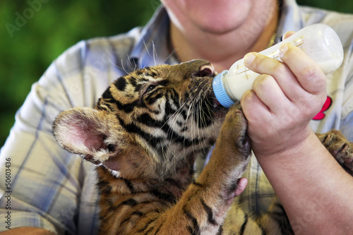 Fototapeta Naklejka Na Ścianę i Meble -  Small tiger