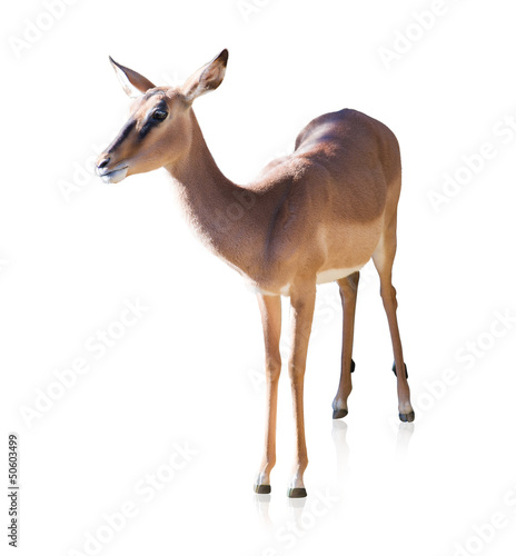 Portrait Of Deer