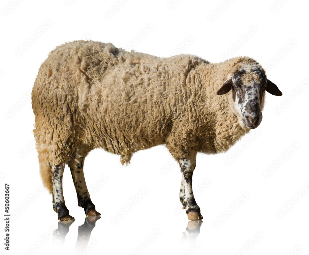 Fototapeta premium Portrait Of Goat