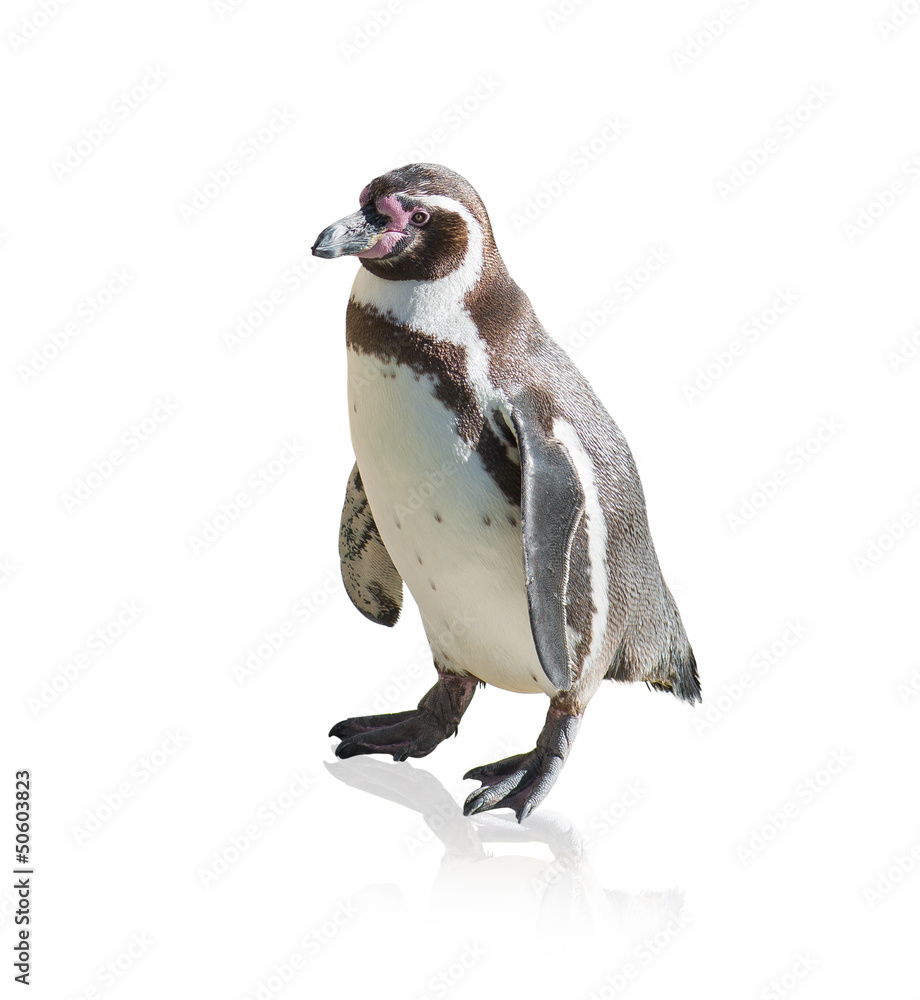 Obraz premium Portrait Of Penguin