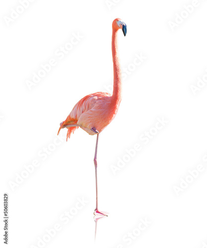 Portrait Of Flamingo
