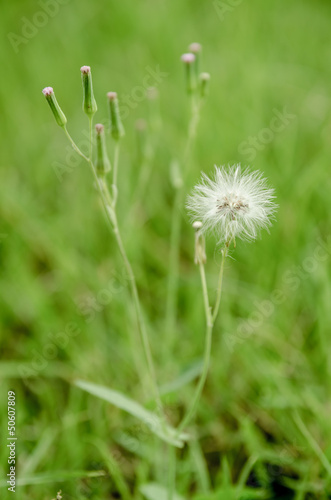 Flower of the grass