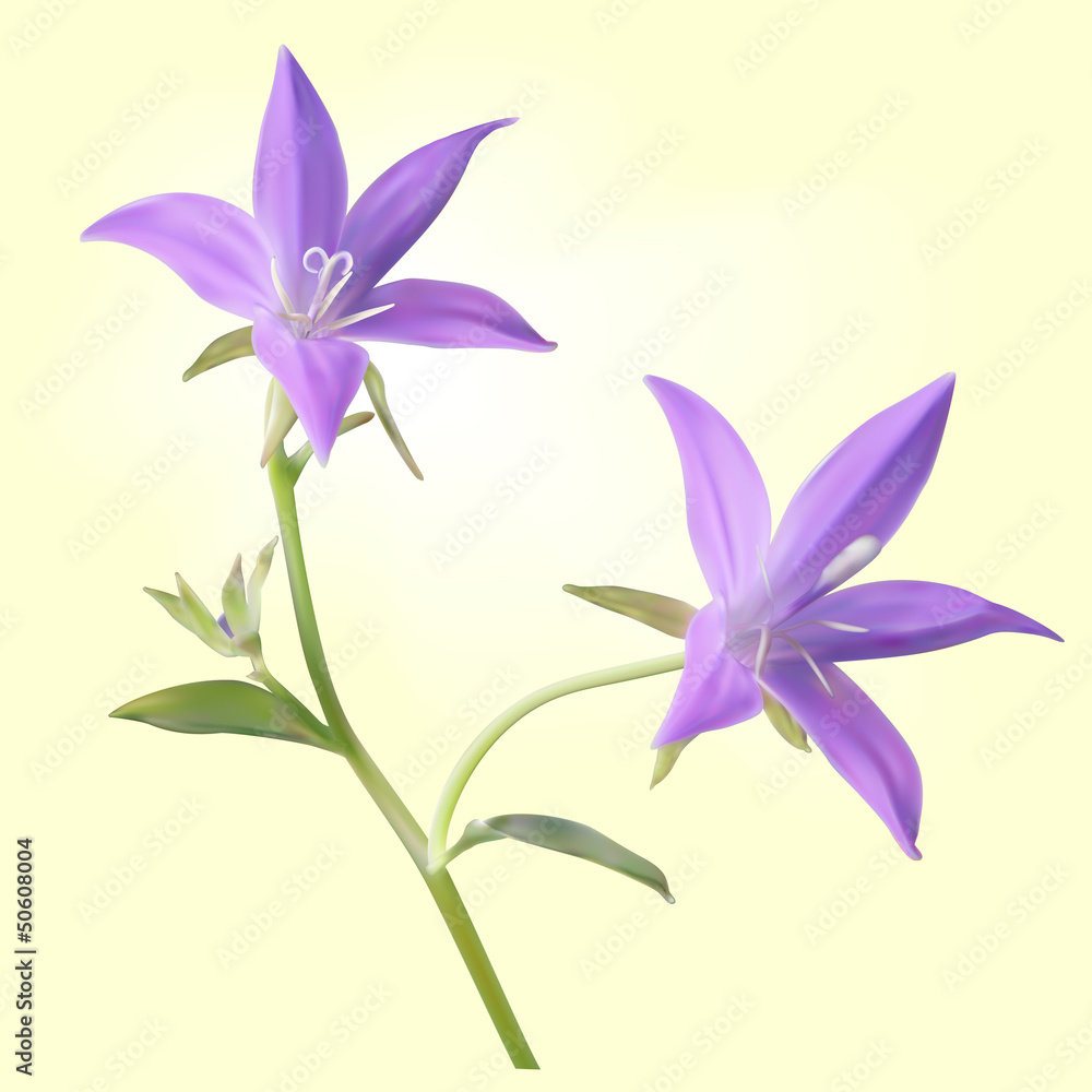 Purple bell flowers Purple bell flowers