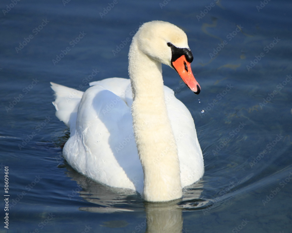 Obraz premium Swan portrait