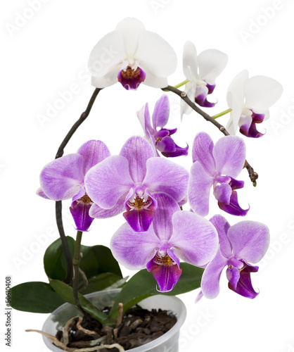 Fototapeta Naklejka Na Ścianę i Meble -  Light purple and white orchids isolated on white
