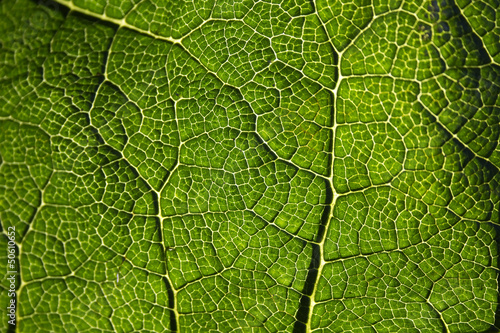 Leaf Veins Close Up
