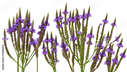 Cuadro en lienzo Vervain Verbena