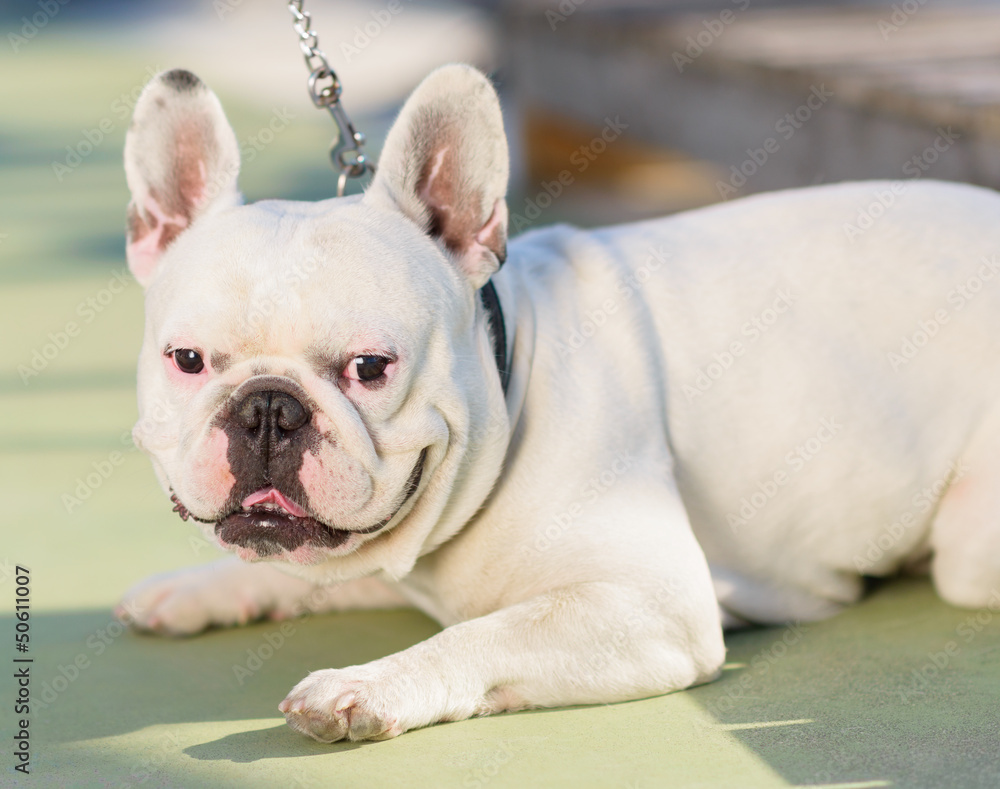 Fototapeta premium Close-up Of Bull Dog