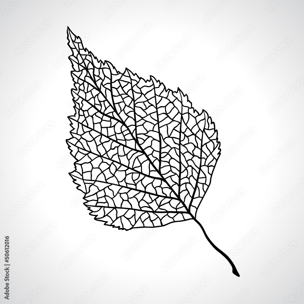 Black macro leaf of birch tree isolated. - obrazy, fototapety, plakaty 