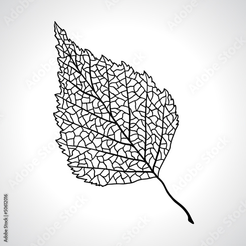 Black macro leaf of birch tree isolated.