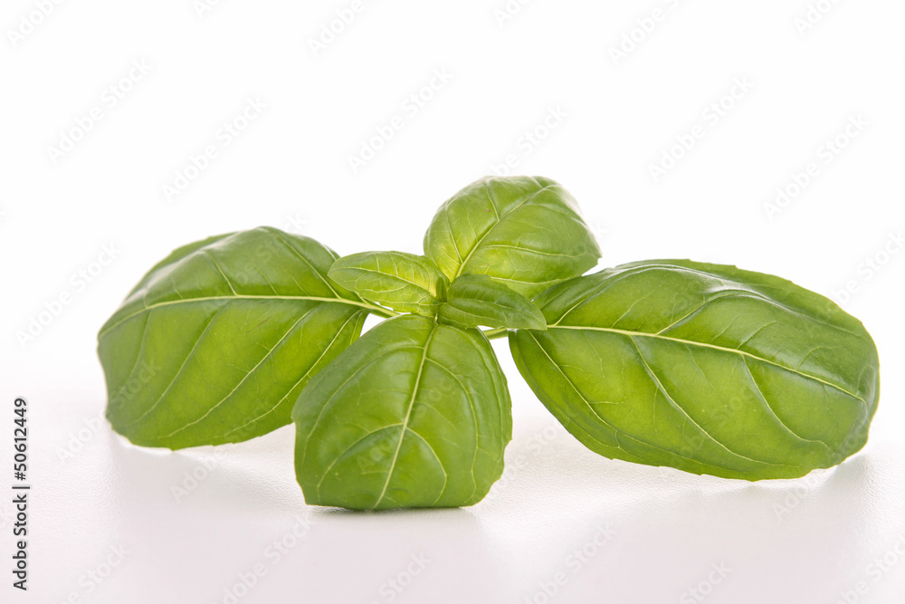 Obraz premium isolated basil
