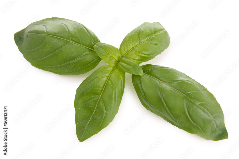 isolated basil isolated basil