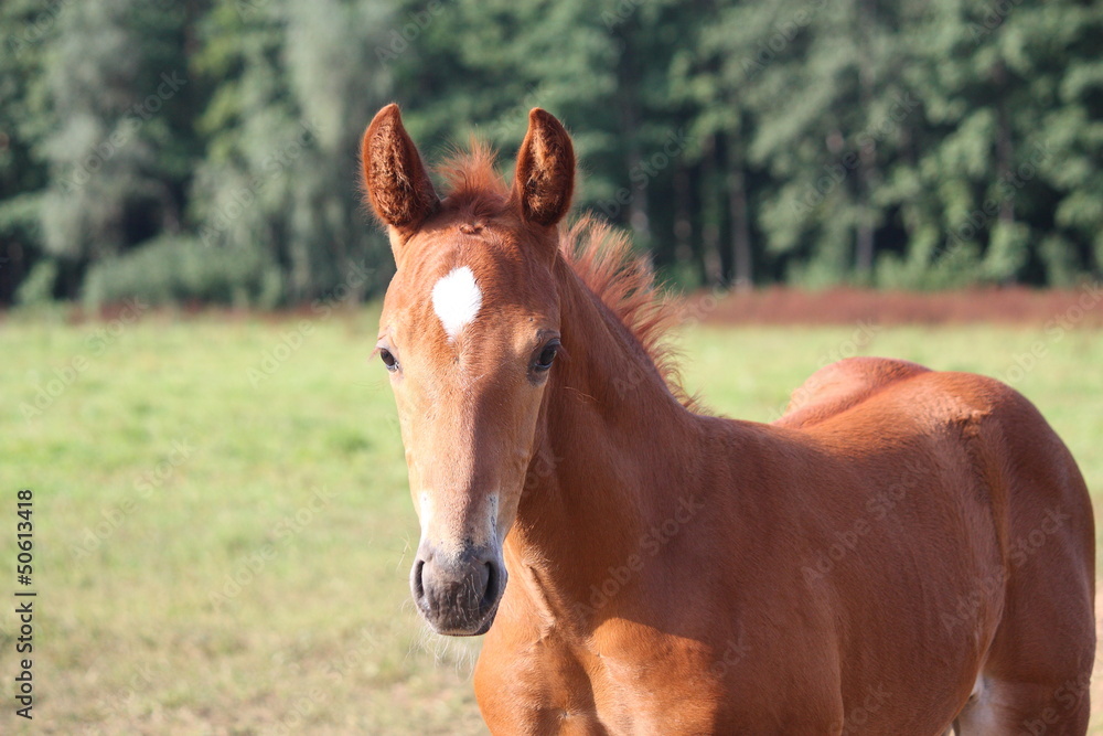 Beautiful chestnut foal portrait in summer