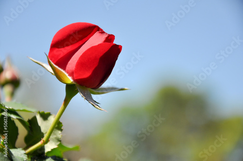 red rose against sky