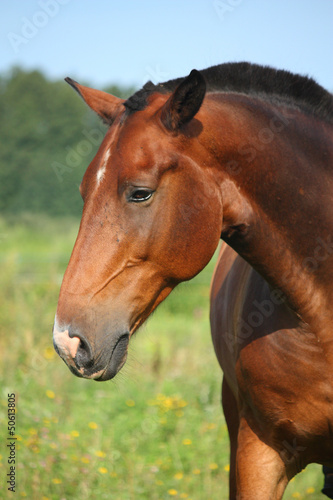 Beautiful bay horse portrait in summer