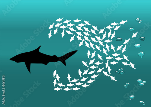 flock of small fish and shark