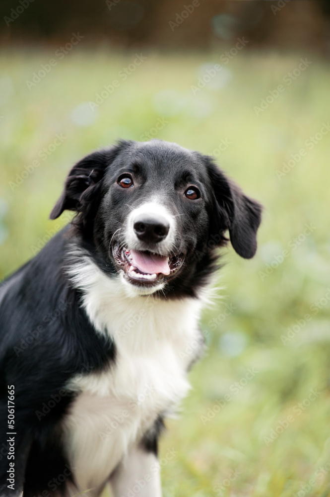 cute border collie puppy portrait cute border collie puppy portrait