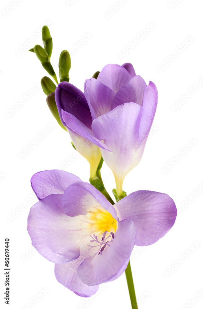 Fototapeta premium Purple freesia flower, isolated on white