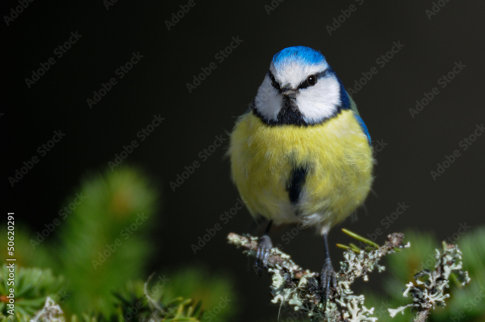 Obraz premium Blaumeise