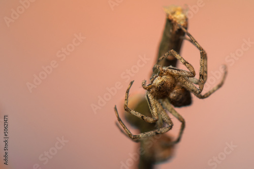 Spider - Philodromus