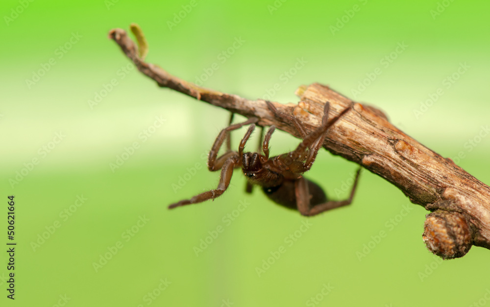 Spider - Clubiona Spider - Clubiona