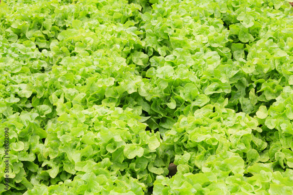 Fresh and tasty salad and lettuce plantation Fresh and tasty salad and lettuce plantation