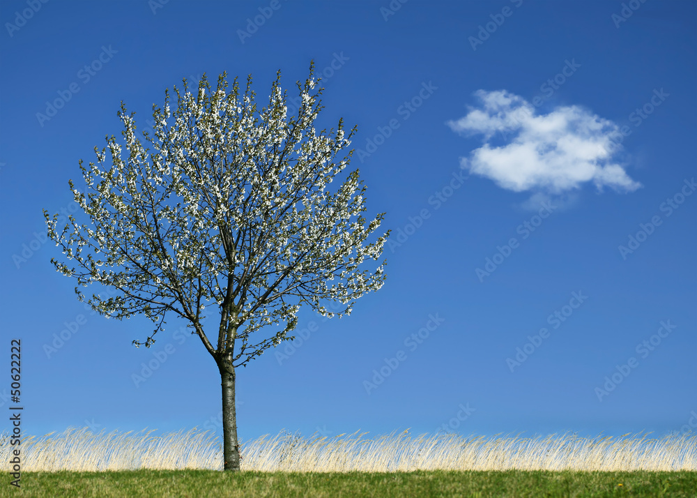 Spring Spring